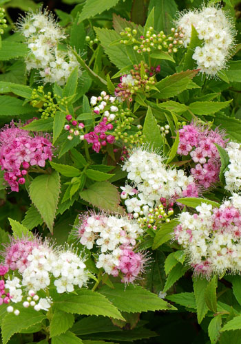 Спирея японская Дженпей с10 