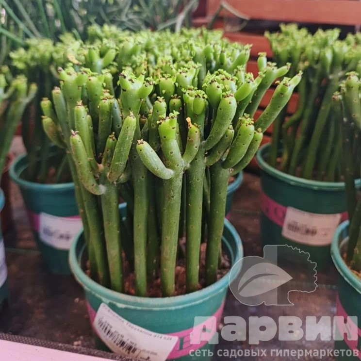 Эуфорбия Тирукалли d14 h25 