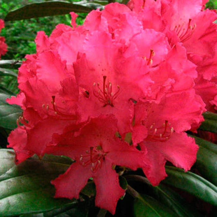 Рододендрон гибридный Хелликки v1 