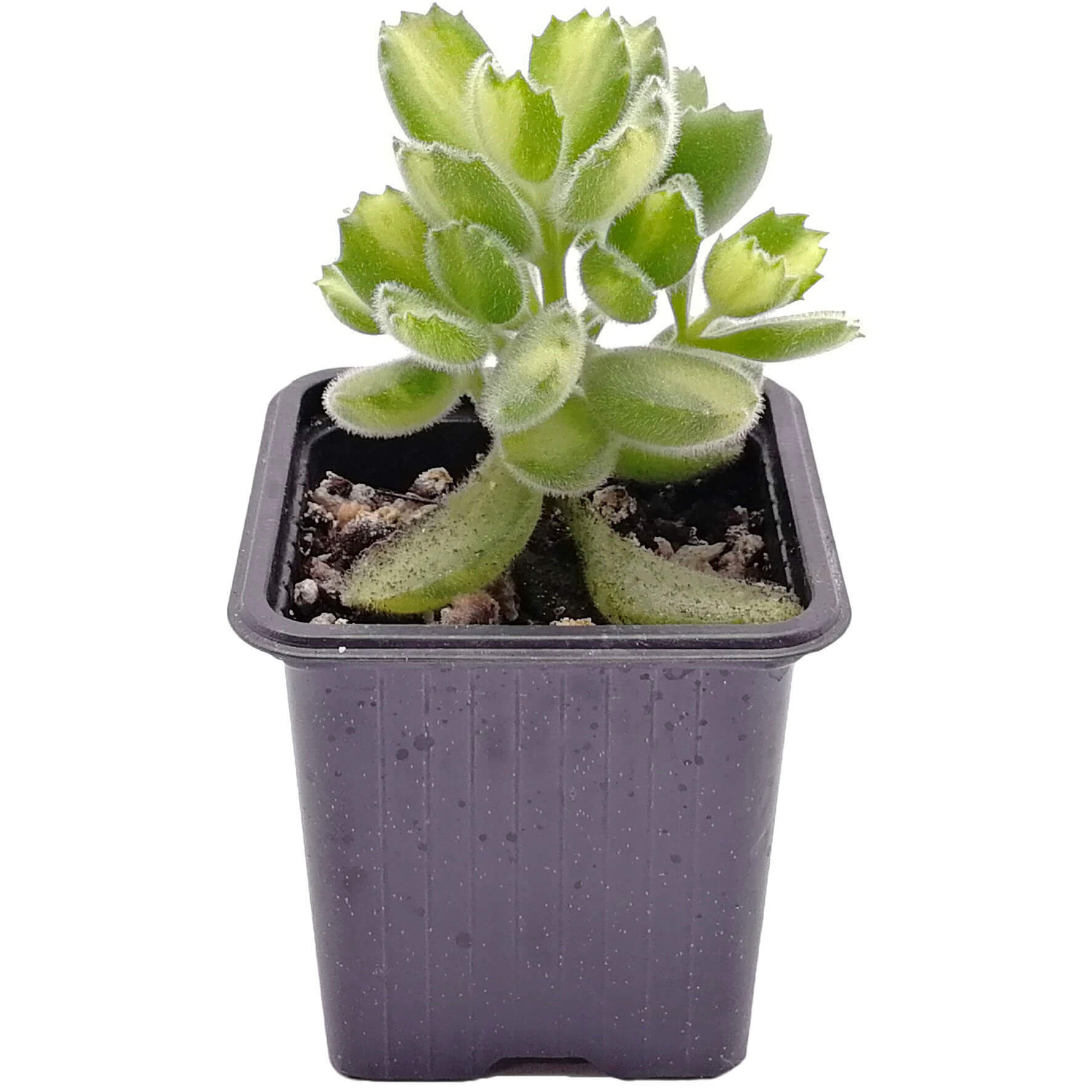 Котиледон Леди Смитенсис вариегата d8 h15 