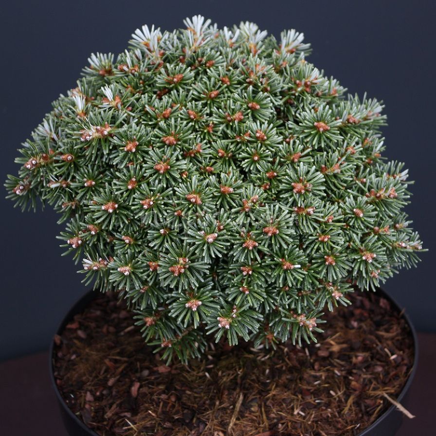 Пихта корейская Блауэр Эскимо 12-15 