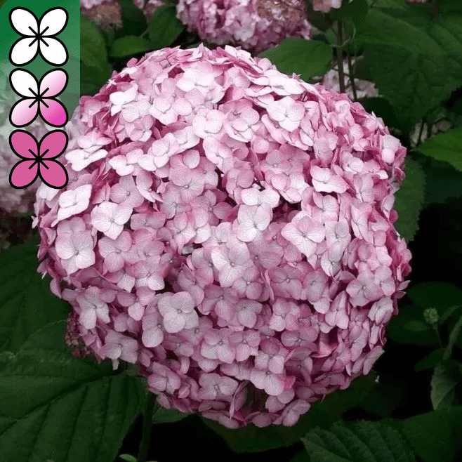 Гортензия древовидная Кендибелл Баблгам v3 Lav 