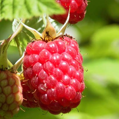 Малина ремонтантная 2-х летка Р9 в асс. 