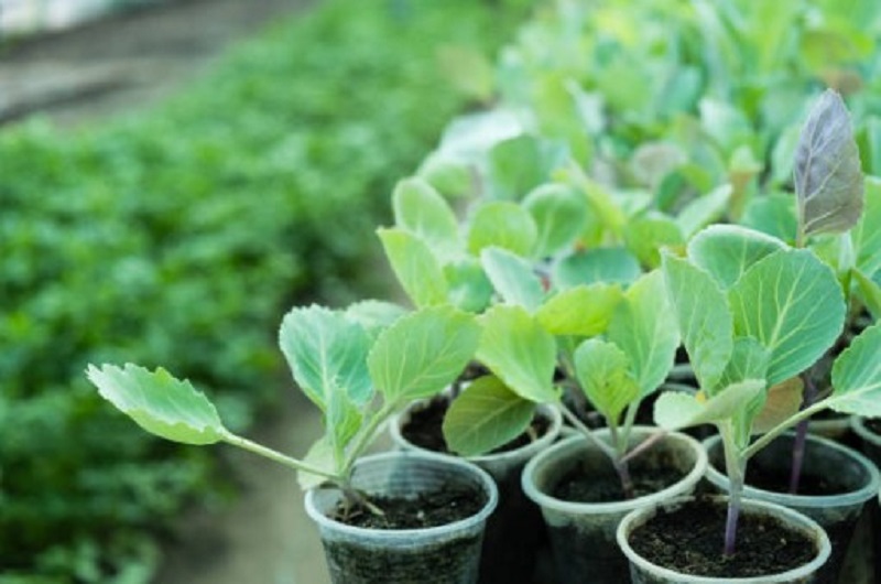 Посейте позднеспелую капусту 