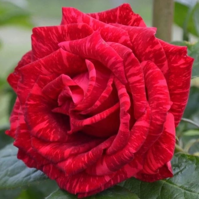 Роза чайно-гибридная Ред Интуишен v5 Lav 