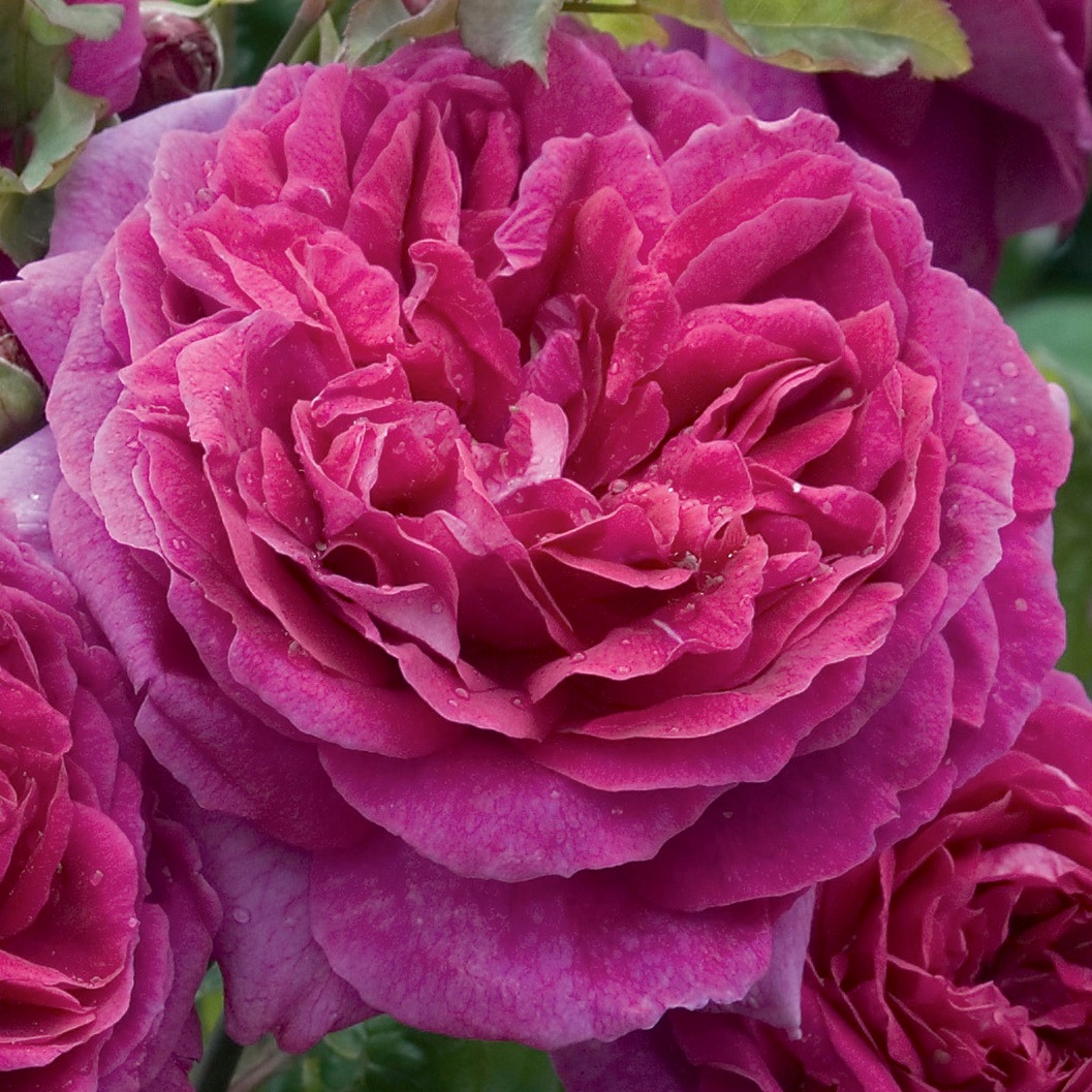 Роза английская YOUNG LYCIDAS Р25, Tim 