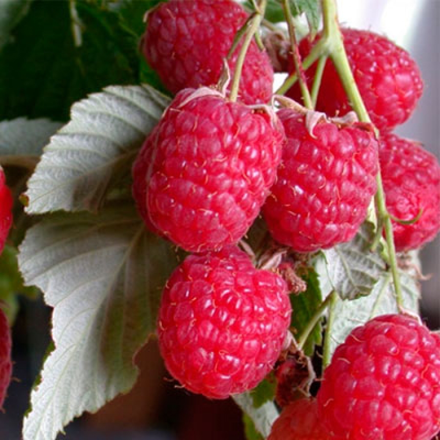 Малина крупноплодная Таруса красная в коробке Tim 