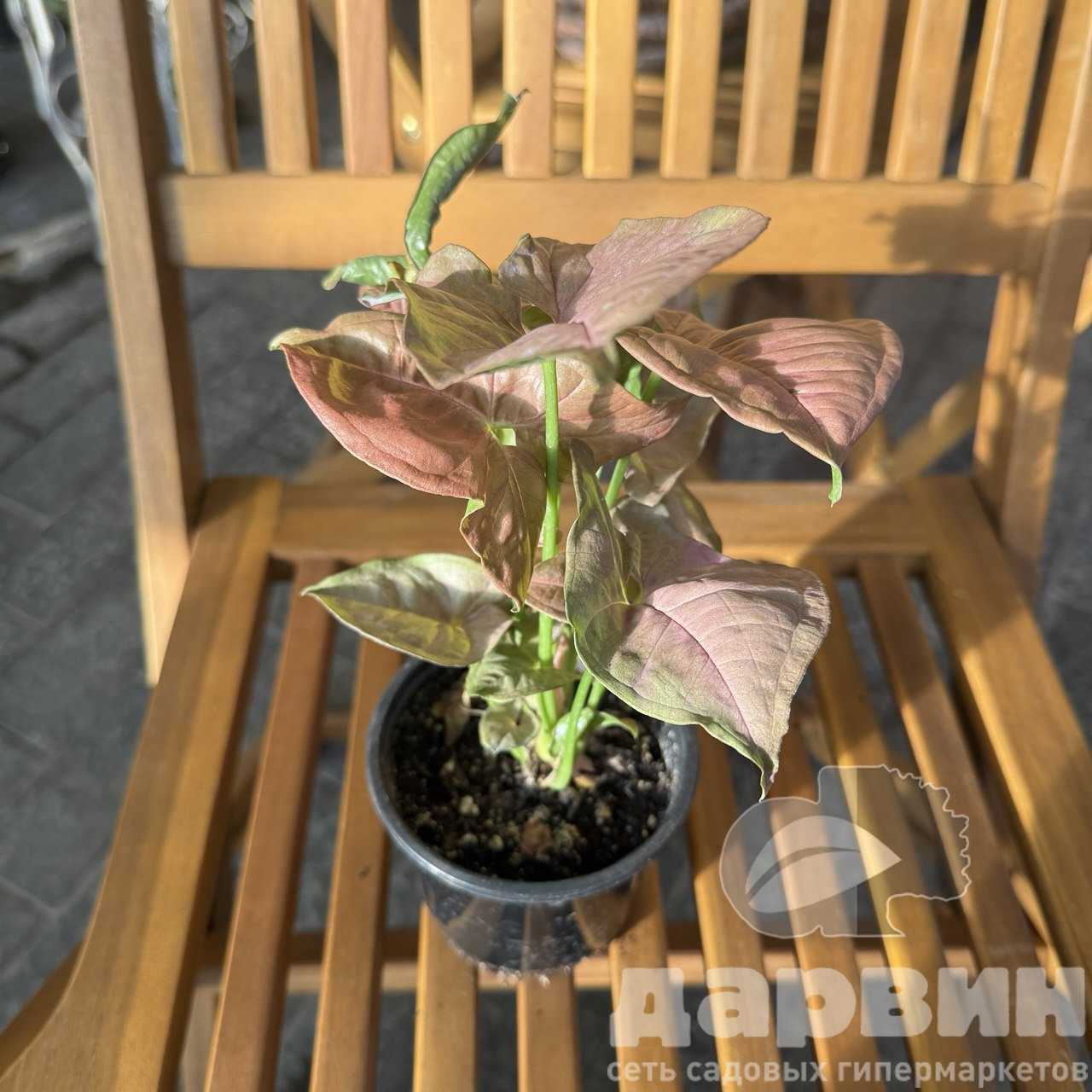 Сингониум Неон Робуста d11 Tim 