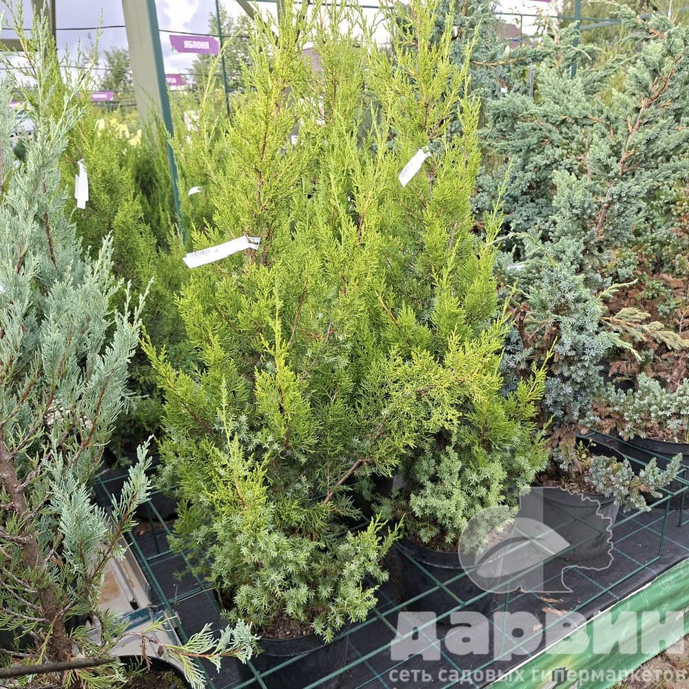 Можжевельник китайский Обелиск  C7,5/10 80-100 Bor 