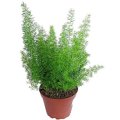 Аспарагус d12 ЦК 