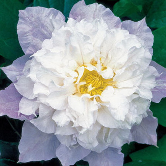 Клематис Вероника'с чойс Р9 CL 