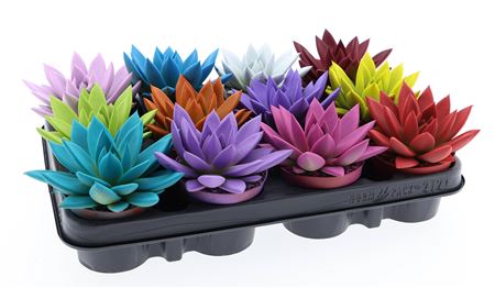 Эхеверия окрашенная в ассортименте d8 