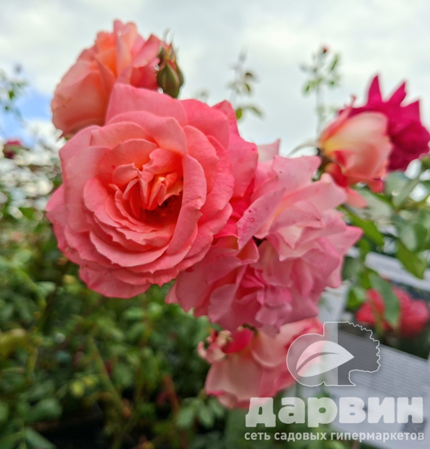 Роза плетистая Шоуган v5 Lav 