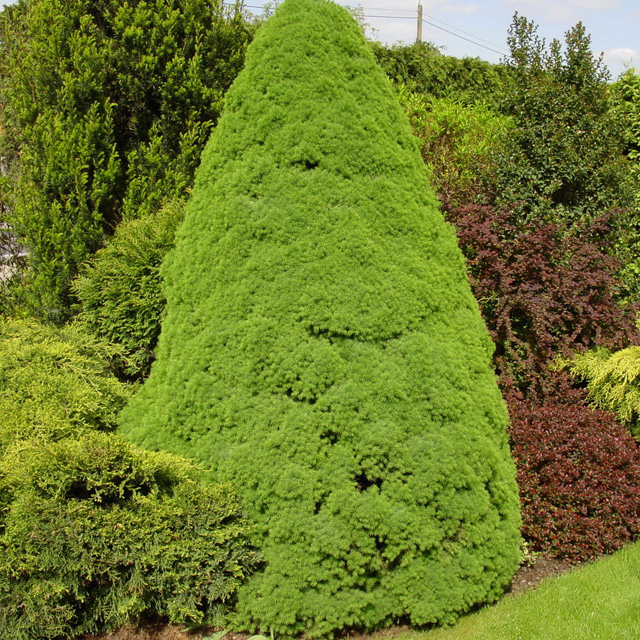 Ель канадская Коника v15 140-160 