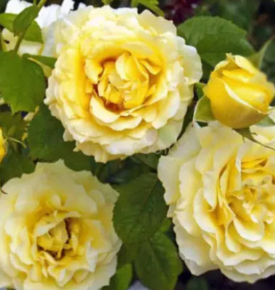 Роза плетистая Сирано де Бержерак в коробке ЦО 