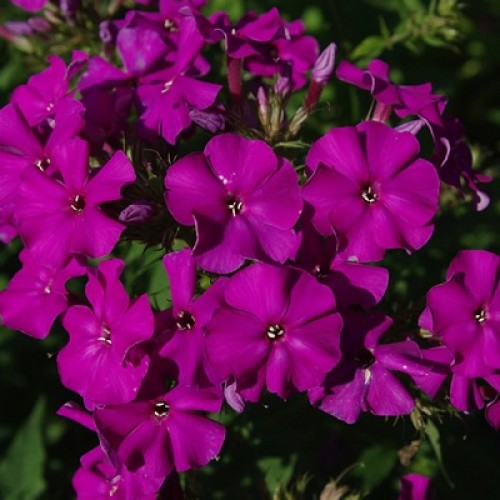 Флокс Аида Tim 