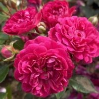 Роза миниатюрная Рокси с5, Tim 