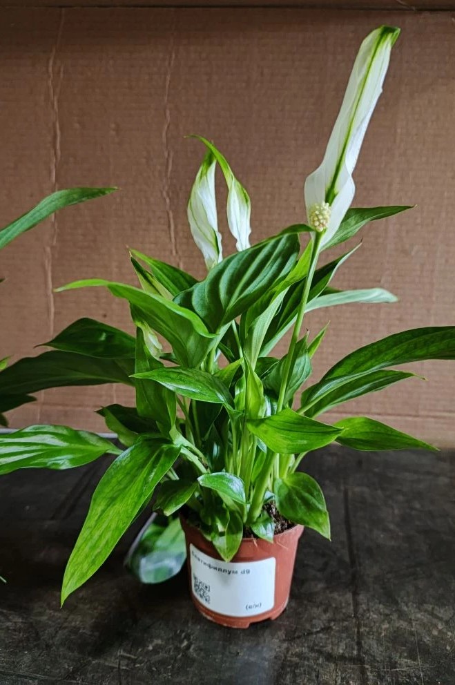 Спатифиллум d9 ХР 