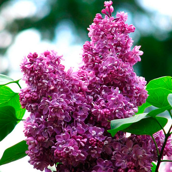 Сирень обыкновенная Колхозница c2 h40-60 UL 