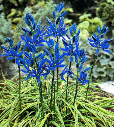 Луковица Камассия Блю Мелоди 6/7, 15 шт/уп 