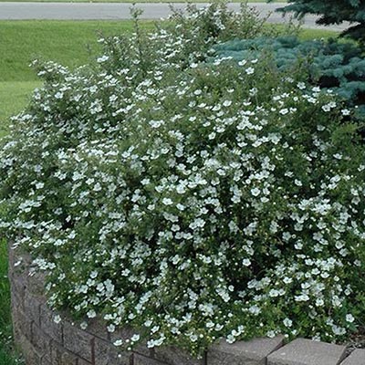 Лапчатка кустарниковая Аббоствуд с2-3 GV 