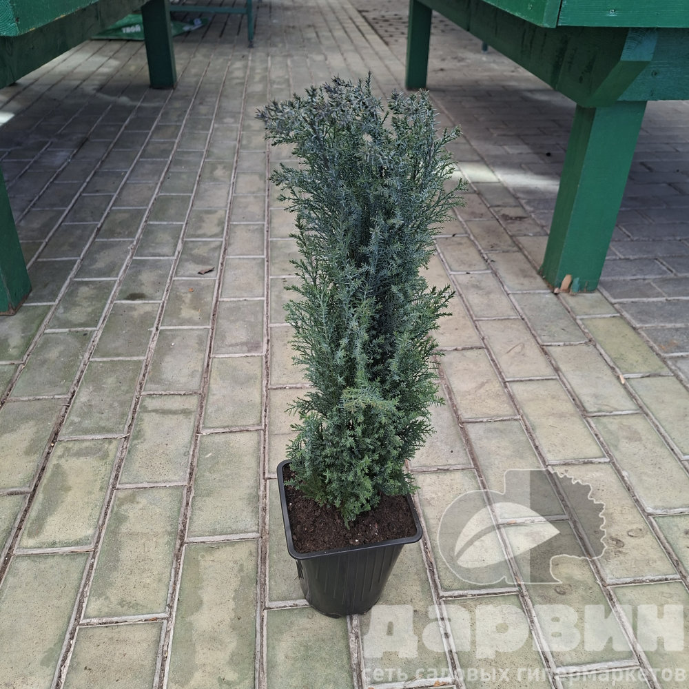 Кипарисовик лавсона Элвуди Пиллар v2 Lav 