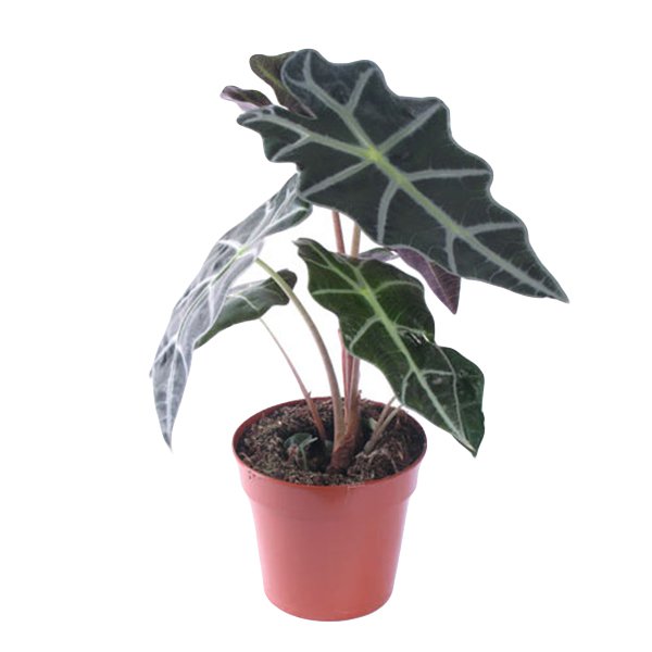 Алоказия d12 