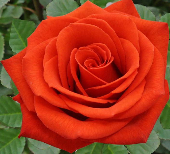 Роза чайно-гибридная Сантана в коробке ЦО 