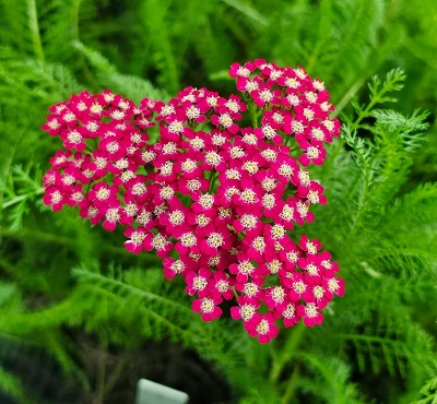 Корневище Тысячелистник обыкновенный Флауэрбёрст I 1шт Поиск 