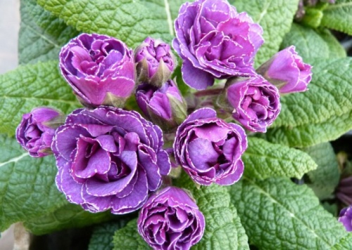 Кореневище Примула обыкновенная Фру Фру 1шт Поиск 