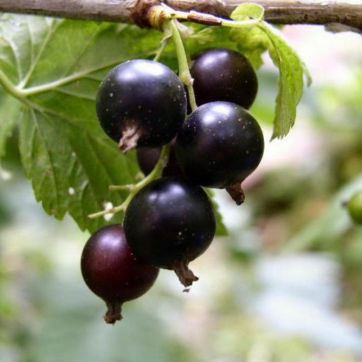 Смородина черная Лентяй v1 Tim 