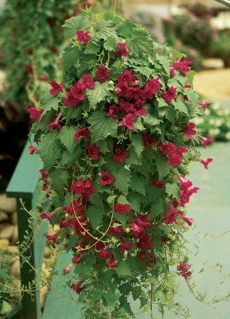 Лофоспермум кашпо d23 ХР 