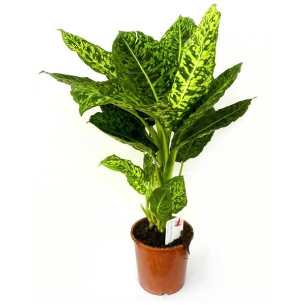 Диффенбахия Краун d24 h100 