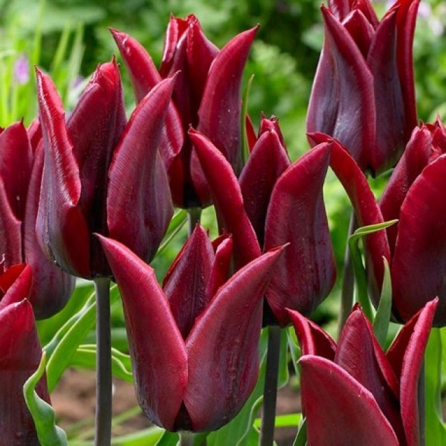 Liljatulppaani Lasting Love - Viherpeukalot Tulipaner