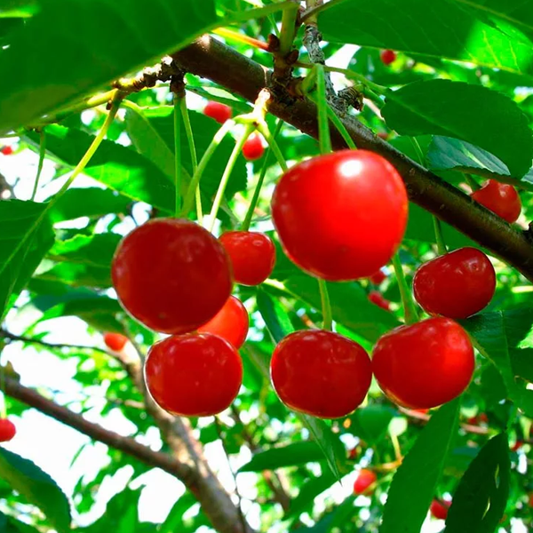 Вишня Заря Татарии средн v7 100-140 Tim 