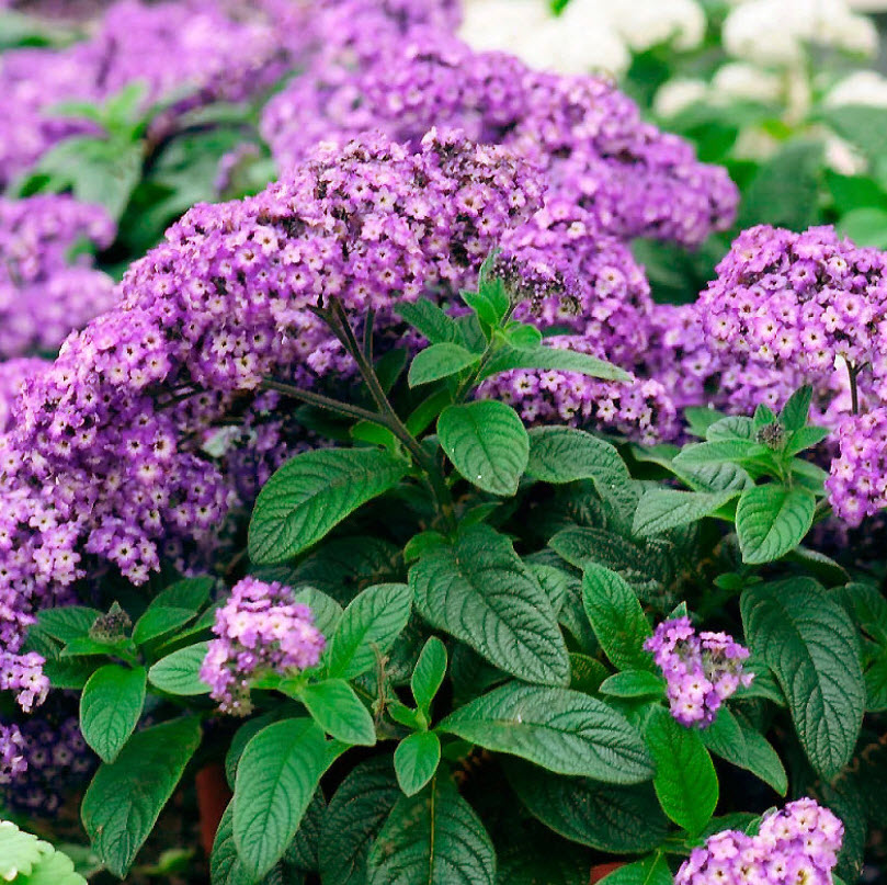 Гелиотропиум d12 ХР 