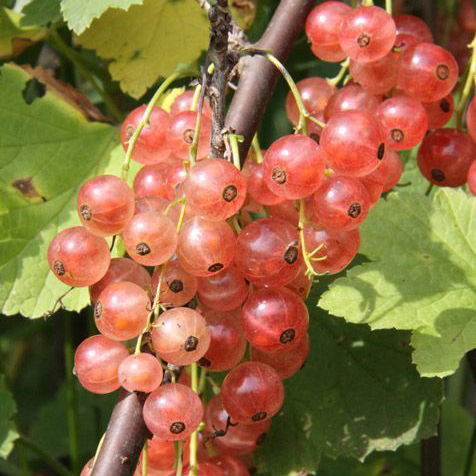 Смородина красная Голландская розовая Р9 Mir 