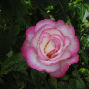 Роза бордюрная Николь v5 Lav 