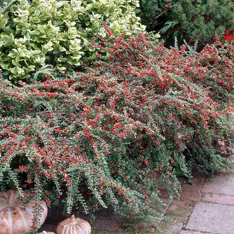 Кизильник горизонтальный v5 Lav 