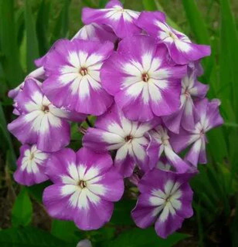 Флокс метельчатый Лунный камень v2 Lav 