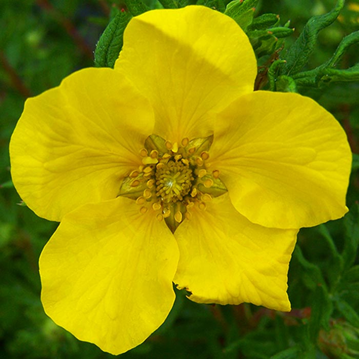 Лапчатка кустарниковая Голдфингер Р15 h15-20 