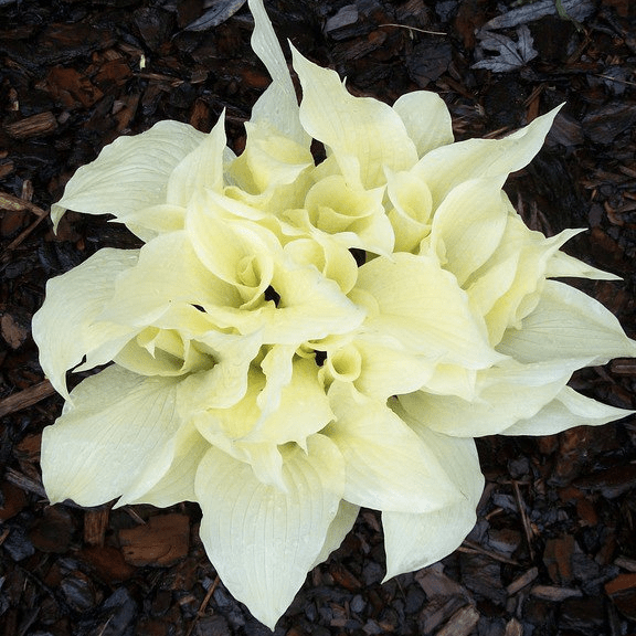 Хоста Вайт Февер v2 Tim 