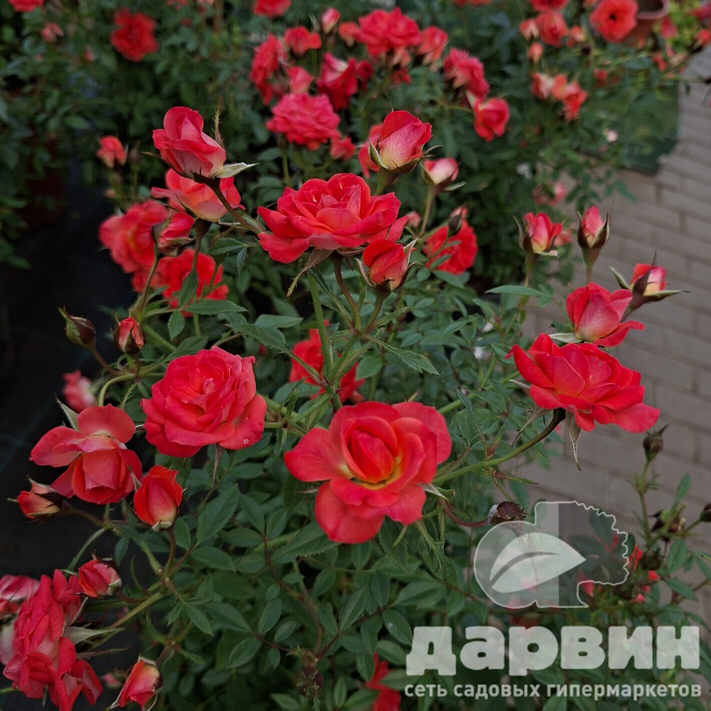 Роза полиантовая Оранж Фейри C7 YP 