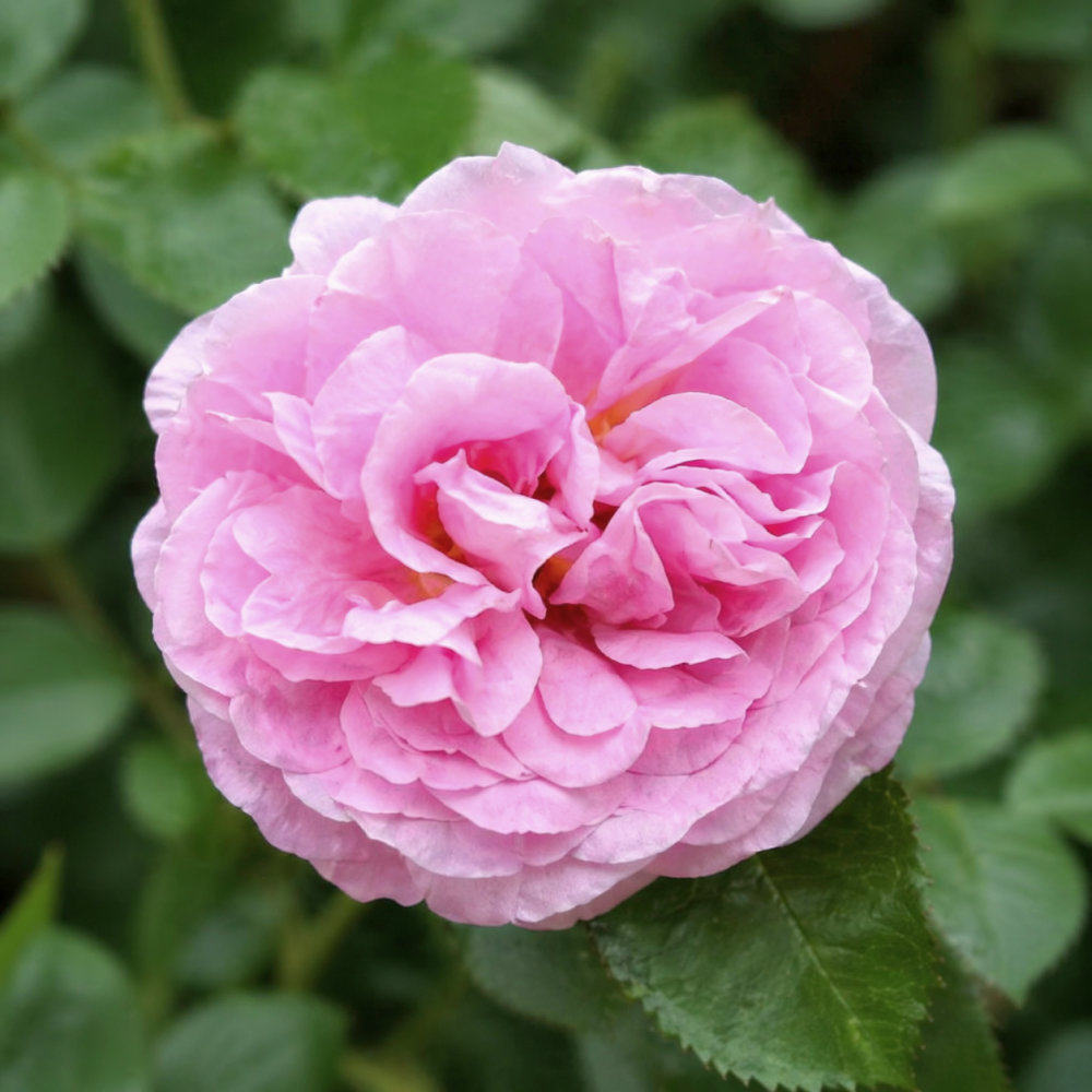 IMG_20260426_220709_750