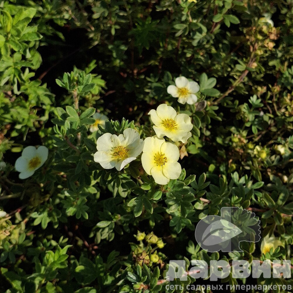 Лапчатка кустарниковая Примроуз Бьюти v2 Lav 
