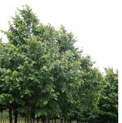 Липа мелколистная Гринспайер С7,5 ЦО 