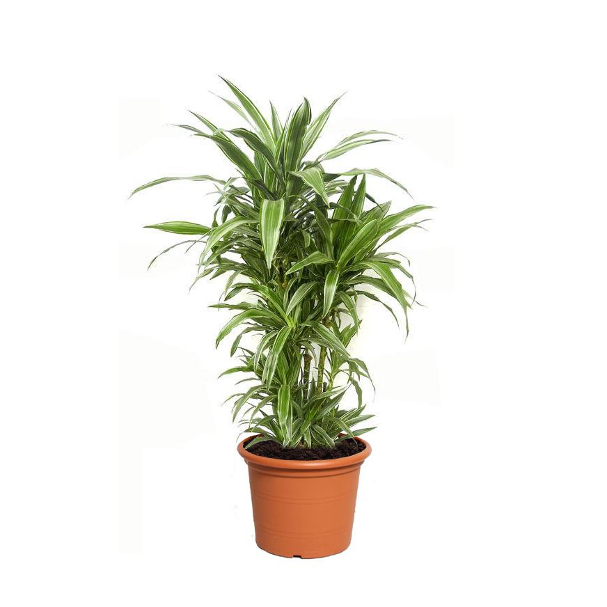 Драцена фрагранс Варнески 3ст d17 h70 