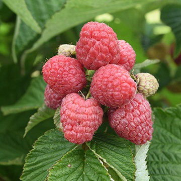 Малина Таруса 