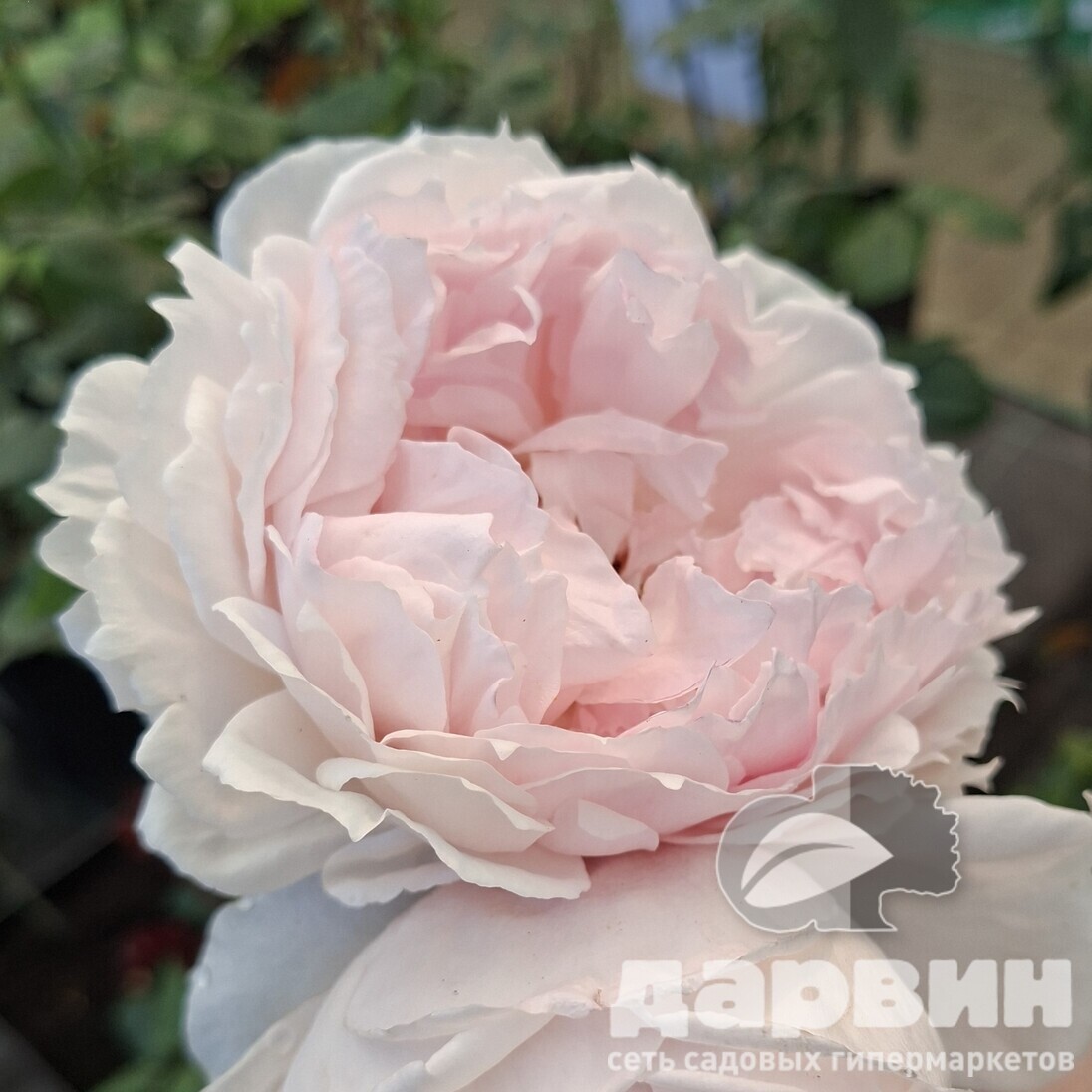 Роза чайно-гибридная Зе Веджвуд Роуз v5 Lav 