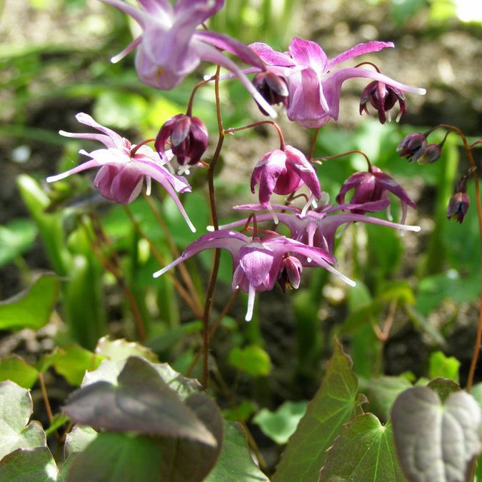 Горянка v1,5 Push 